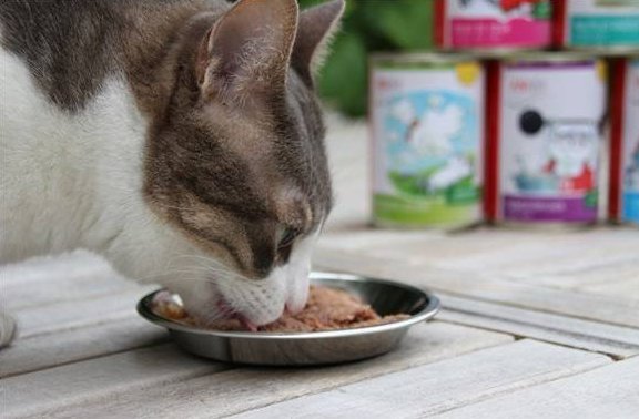 Katze frisst Nassfutter