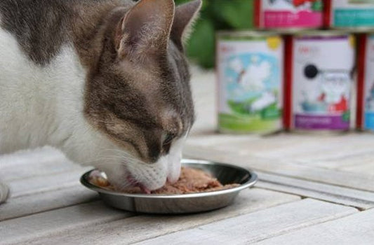 Katze frisst Nassfutter