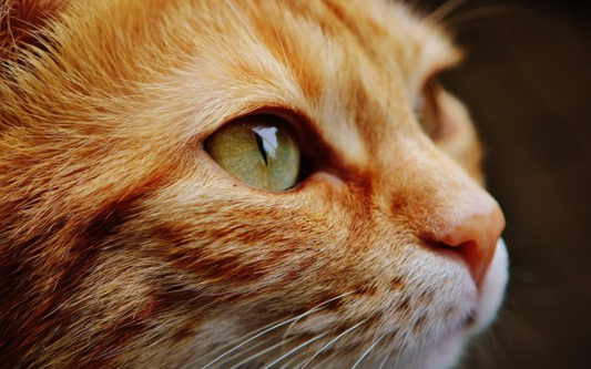 Taurinmangel bei Katzen