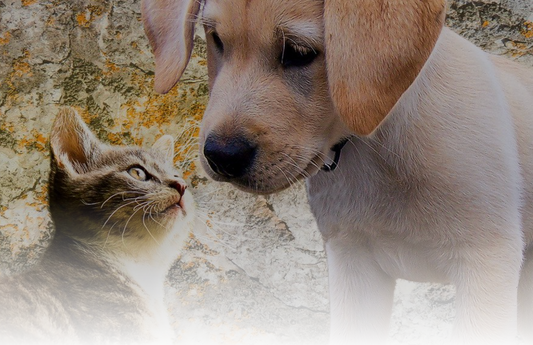 Gesundes und schönes Fell | Futterfinder.com