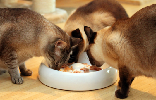 Futterumstellung bei Katzen