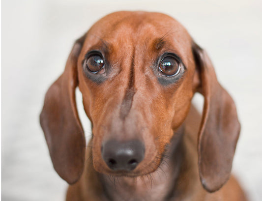 Durchfall beim Hund | Futterfinder.com