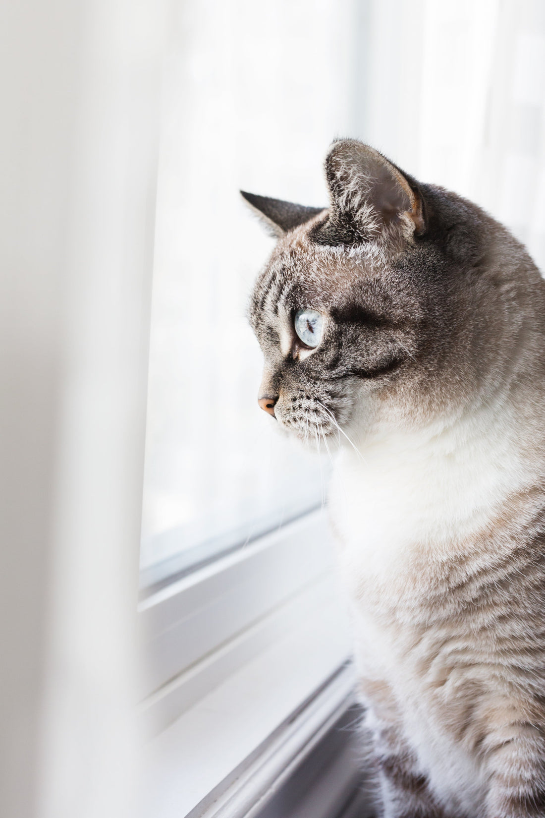 Hepatische Lipidose bei der Katze | Futterfinder.com