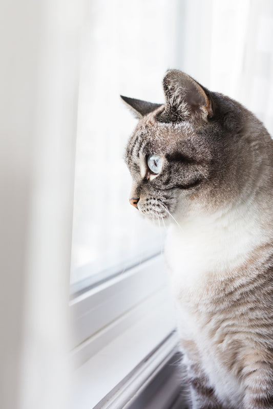 Hepatische Lipidose bei der Katze | Futterfinder.com