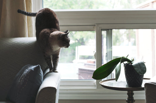Meine Katze putzt sich ständig! | Futterfinder.com