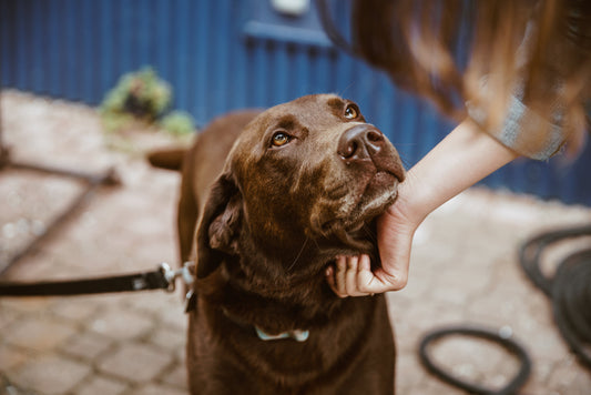 Hundefutter für Senioren | Futterfinder.com