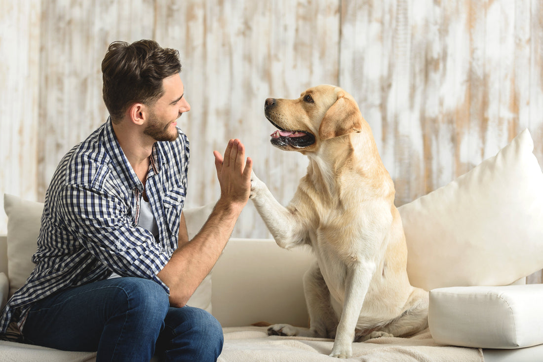 Hundefutter ohne Konservierungsstoffe – worauf du achten solltest