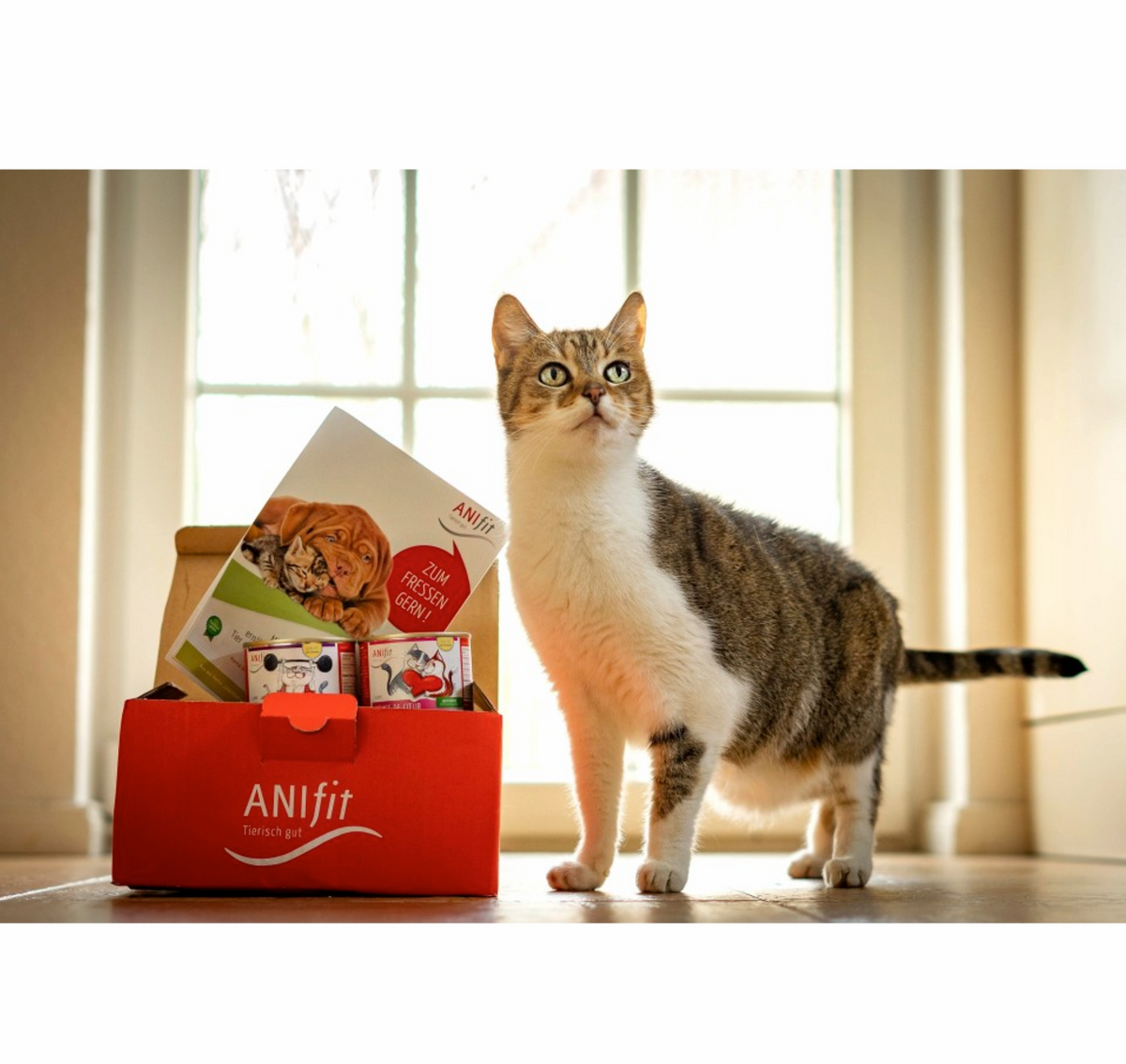 ANIfit Katzen-Nassfutter-Schnupperpaket, rote Box neben stehender Katze