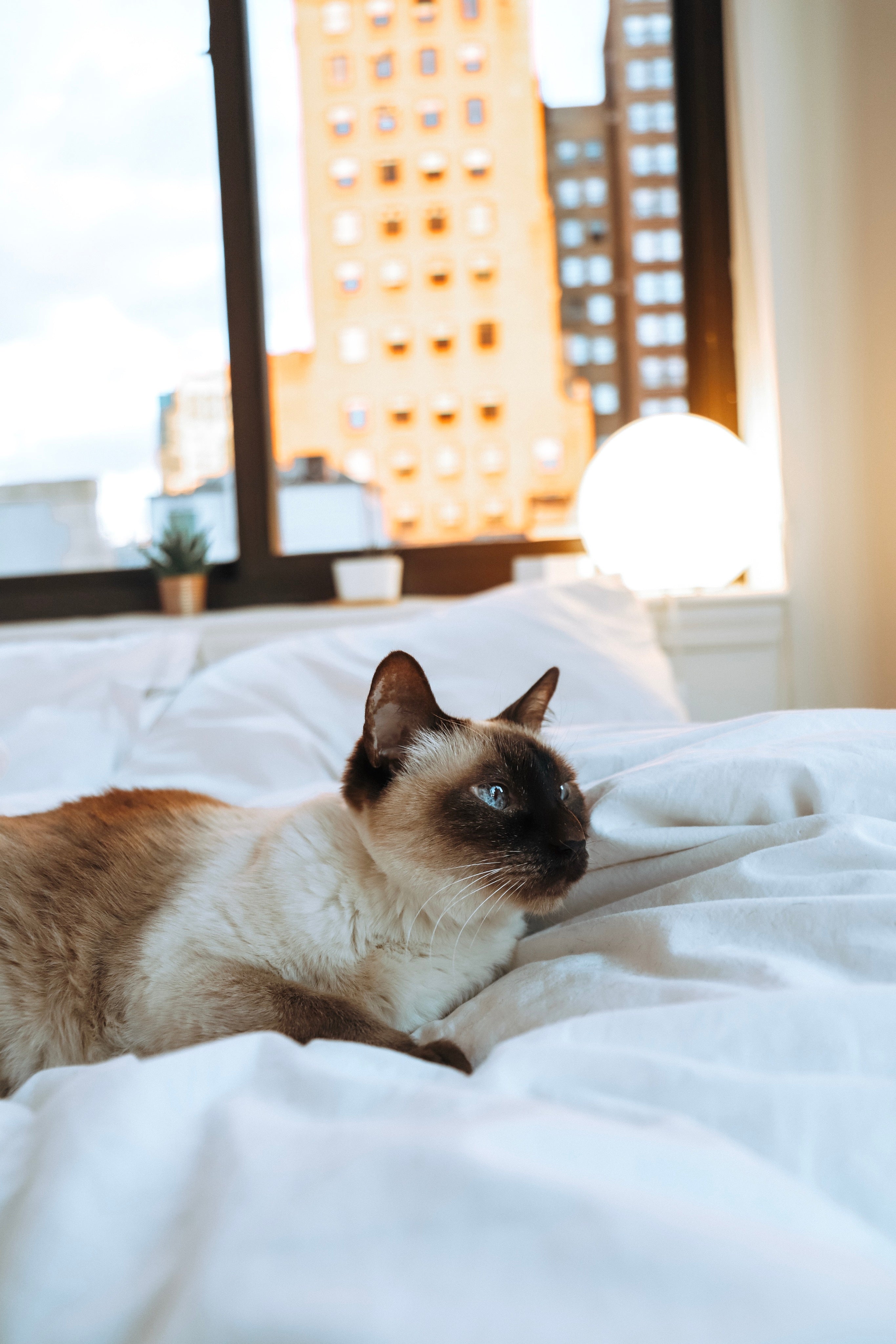 Katze mit Magen Darm Erkrankung